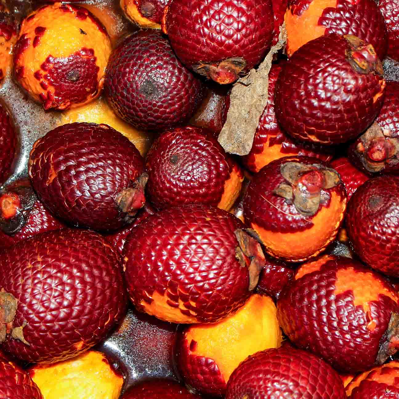Mauritia Flexuosa Fruit Oil(Melscreen Buruti FG) image 2